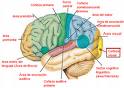 Neuroanatoma